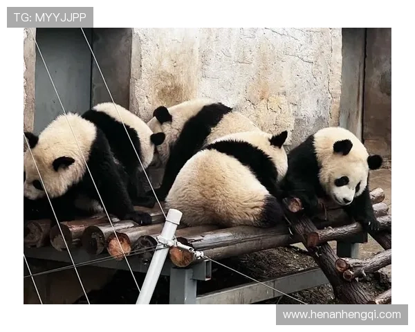 ✅体育直播🏆世界杯直播🏀NBA直播⚽- 秦岭四宝科学公园就“录制节目影响游客游览体验一事”进行道歉- sports